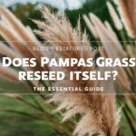 Does Pampas Grass Reseed Itself