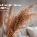 Does Dried Pampas Grass Cause Allergies?