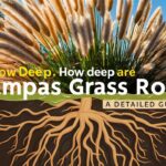 How Deep Are Pampas Grass Roots