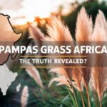 Is Pampas Grass African