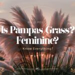 Is Pampas Grass Feminine