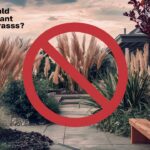 Where Should You Not Plant Pampas Grass