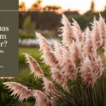 Does Pampas Grass Bloom All Summer ?