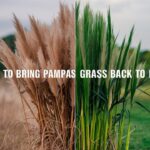 How to Bring Pampas Grass Back to Life