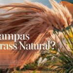 Is Pampas Grass Natural