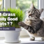 Is Cat Grass Actually Good for Cats ?