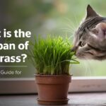 What is the lifespan of cat grass ?